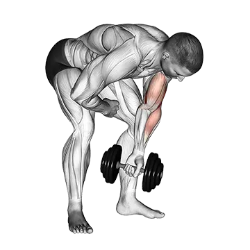 Dumbbell Standing One Arm Concentration Curl