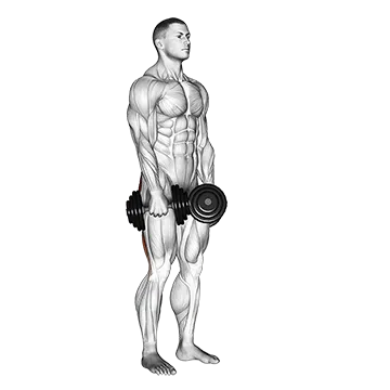 Dumbbell Stiff Leg Deadlift