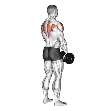 Dumbbell Upright Row (Back POV)