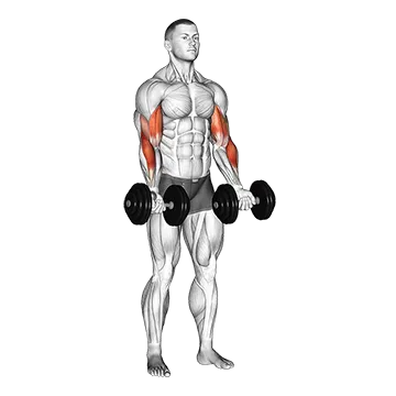 Dumbbell Zottman Curl