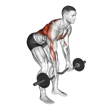 EZ Bar Reverse Grip Bent Over Row