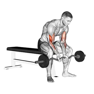 EZ Bar Seated Close Grip Concentration Curl