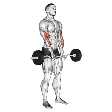 EZ Barbell Close Grip Curl