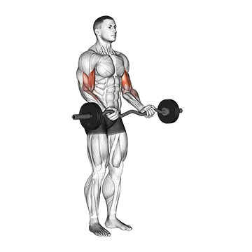 EZ Barbell Curl