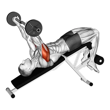 EZ Barbell Decline Triceps Extension