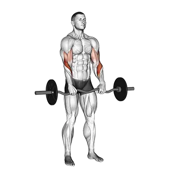 EZ Barbell Reverse Grip Curl