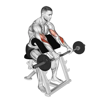 EZ Barbell Reverse Grip Preacher Curl