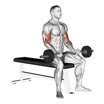 EZ Barbell Seated Curls