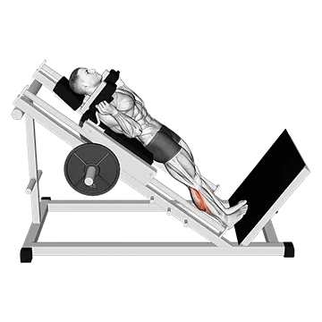Hack Calf Raise