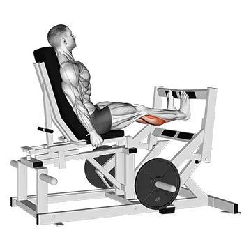 Lever Calf Press (Plate Loaded)