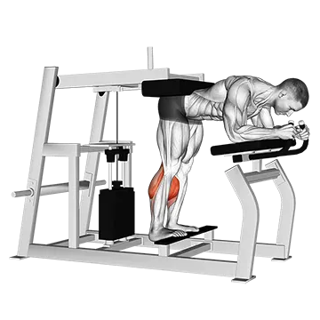Lever Donkey Calf Raise