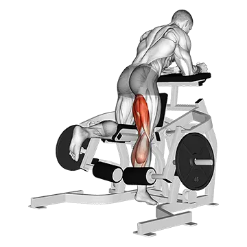 Lever Kneeling Leg Curl (Plate Loaded)