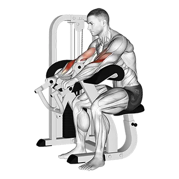 Lever Reverse Grip Preacher Curl