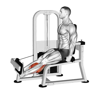 Lever Rotary Calf