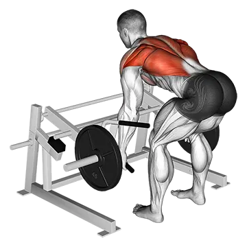 Lever Row (Plate Loaded)