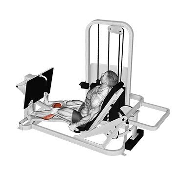 Lever Seated Calf Press