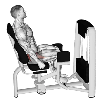 Lever Seated Hip Abduction