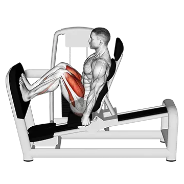 Lever Seated Squat