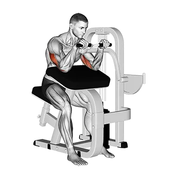 Lever Triceps Extension