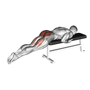 Reverse Hyper On Flat Bench