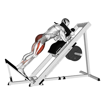 Sled Reverse Hack Squat