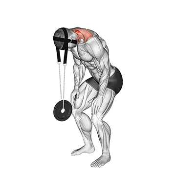 Weighted Standing Neck Extension (With Head Harness)